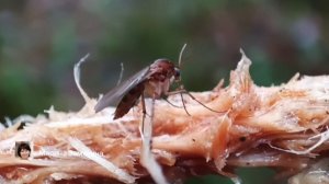 Экотерапия 60 серия.