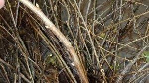 УКОРИНЯЕМ ЧЁРНУЮ СМОРОДИНУ,