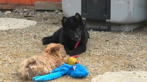 Схипперке против русской цветной болонки. Баттл щенков.