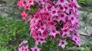 Флокс Созвездие Стрелец селекции В.Я. Суриковой