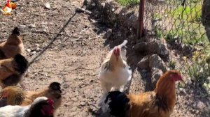 Любовь птицевода к Курочкам 🐥🐔🥚 Нежное видео 🐓 Версия (69)