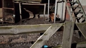 Деревенское королевство / Ждем гостей.