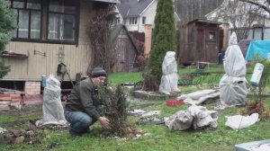 Отдыхаю на даче// Укрыл розы к зиме// Зимы пока нет