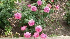 Потрясающая роза Веддинг Беллс (Wedding Bells).