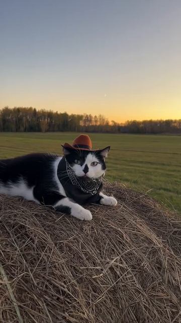 Самый ходовой контент - котики)