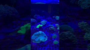 Обзор поставки кораллов. Индонезия.