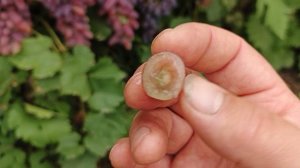 Чародейка селекции Донского казачества