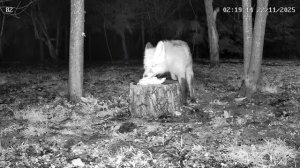 Две лисы у пенька Калуга 22.11.2025