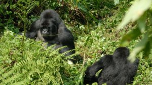 Африка, Уганда, Руанда и Конго, сафари, горные гориллы, водопад Мерчисон, рафтинг по Нилу, пигмеи