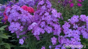 Флокс Очарованный Странник днем и вечером