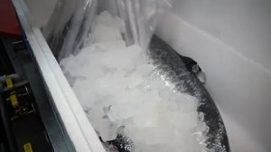 Лучший Мастер по РАЗДЕЛКЕ Рыбы Блюда из МОРЕПРОДУКТОВ Суши РОЛЛЫ и Сашими