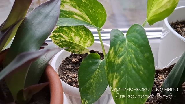 Слишком много ЦВЕТОВ! Выживают меня из дома 😱!  Моя коллекция смотреть онлайн