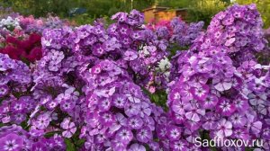 Флокс Солоха моей селекции