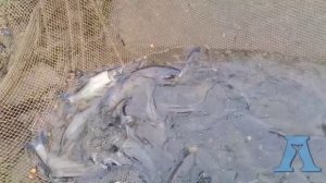 Сброс водоема, платная рыбалка,лотофиш.