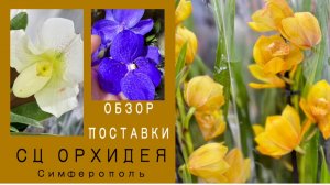 Большой завоз орхидей г.Симферополь
