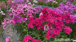 Коллекционный флокс Сердце Данко, селекции Т.П. Шаповал