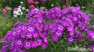 Флокс Успех селекции П.Г. Гаганова