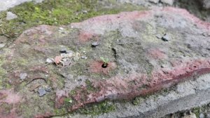 Росток - сквозь кирпич