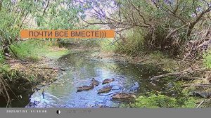 ПТИЧЬЕ ЭЛЬДОРАДО!!! Фотоловушка!