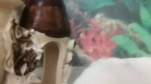 Рыбки 🐠🐟🦈🐡