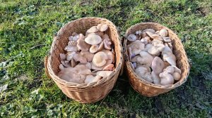 Днём +20, жарко. И СИНЕНОЖКА даёт жару! По грибы 22 ноября 2025 года.