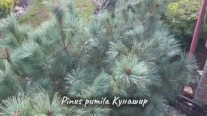Pinus pumila Кунашир