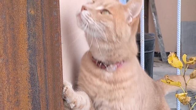 День богомола.