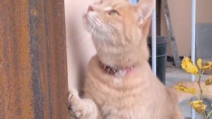 День богомола.