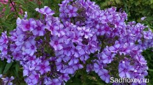 Один из любимых, флокс Зарядье в моем саду