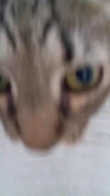 Сами жрёте и жрёте, а котики все голодные )