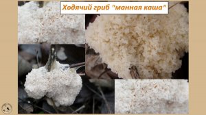 Странное существо. Думаю, всё-таки не гриб, а один из миксомицетов