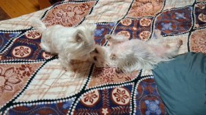 Вот так и живем....