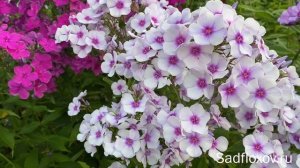 Флокс Леди Совершенство