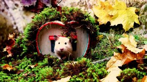 Хомяк в осеннем приключение