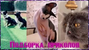 Засмеялся — проиграл 😅 Лучшие смешные видео с кошками и собаками ВИДЕО ПРИКОЛЫ