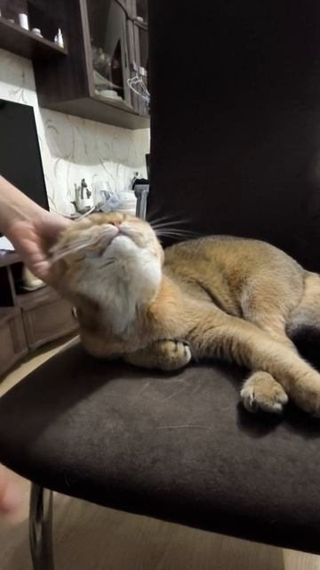 Чешу кота под песню брр брр патапим