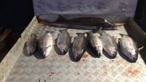 хороший улов на малом водоёме