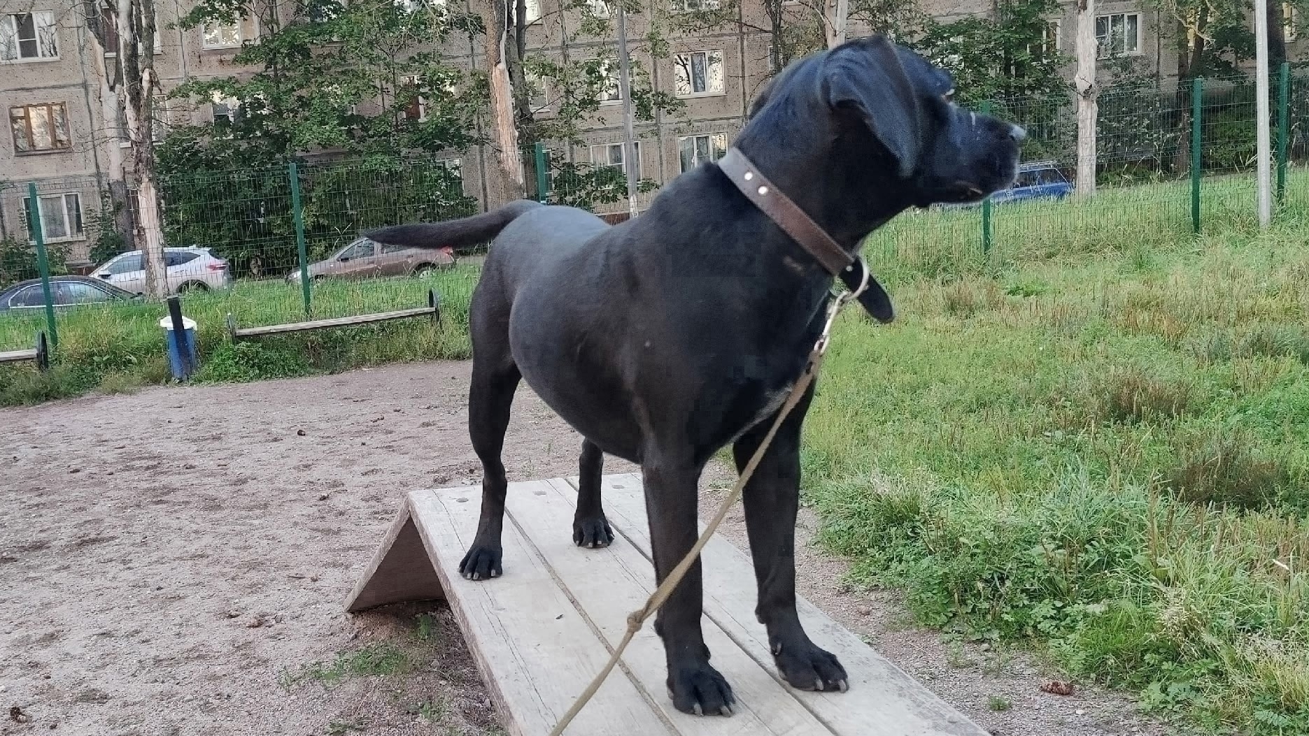 Музей Псов @ Хор Барьер @ Кане Корсо @ Луч @ Chibo @ Зоопсихолог смотреть онлайн