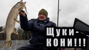 ИХ МНОГО И ОНИ ОГРОМНЫЕ!!! ПОИСК ТРОФЕЙНЫХ ЩУК!!! КОСТЮМ Redbor Polaris 400!!!