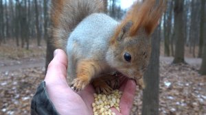 Покормил Толстую