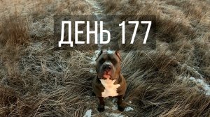 День 177