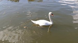 Лебеди ВДНХ