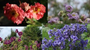 Многолетники июня. 1 часть. Северо-Западный регион.