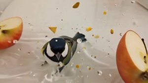 птичка в яблоке.mp4