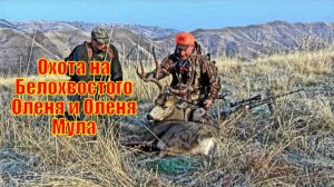 Комбинированная Охота в Айдахо на Белохвостого Оленя и Оленя Мула
