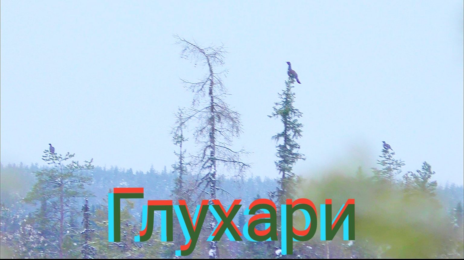 ПЯТЬ ГЛУХАРЕЙ НА ОДНОМ МЕСТЕ / ОХОТА НА БОРОВУЮ ДИЧЬ В ГЛУХОЗИМЬЕ / ПОХОД НА ЛЫЖАХ В ТАЙГУ.