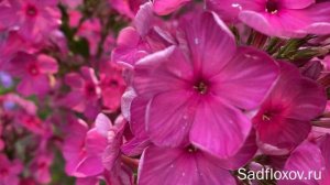 Дымчатый флокс Капитолина моей селекции