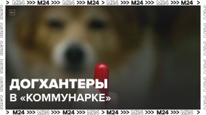 В Коммунарке снова заметили догхантеров - Москва 24