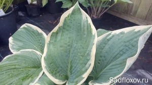 Хоста Барбара Энн (Barbara Ann) в моем саду