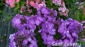 Флокс Петр моей селекции вечером
